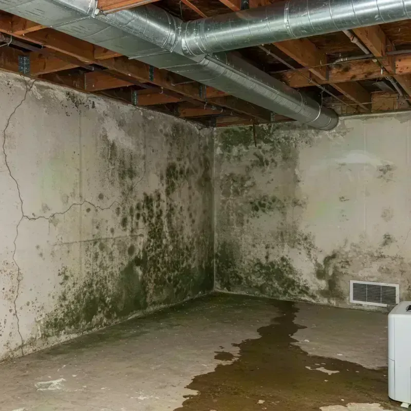 Professional Mold Removal in Grandview, MO